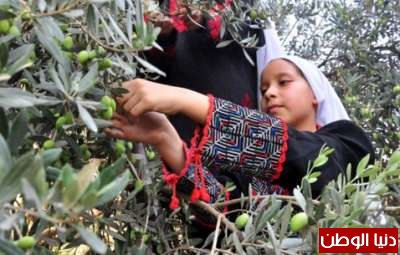 صور من موسم قطف الزيتون في فلسطين P_1482mhfoh1