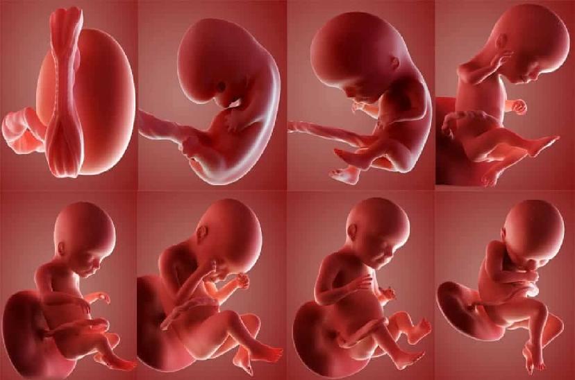 مراحل تكوين الجنين في رحم أمه بالصور والفيديو سبحان الله العظيم   P_1587k54r31
