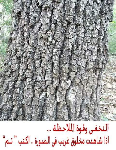 نقره لعرض الصورة في صفحة مستقلة