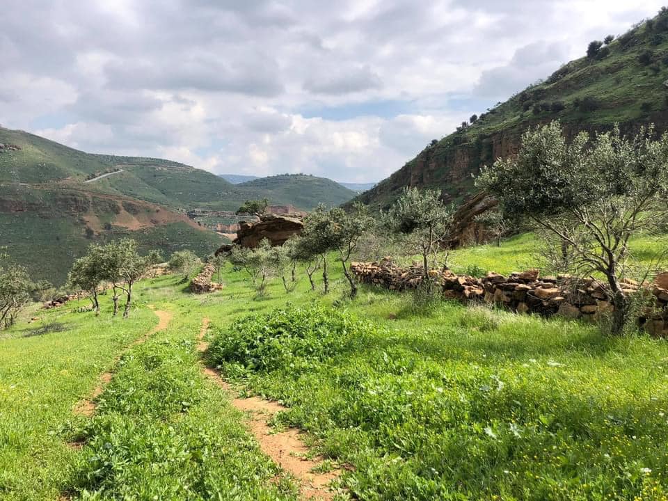 وادي التينة