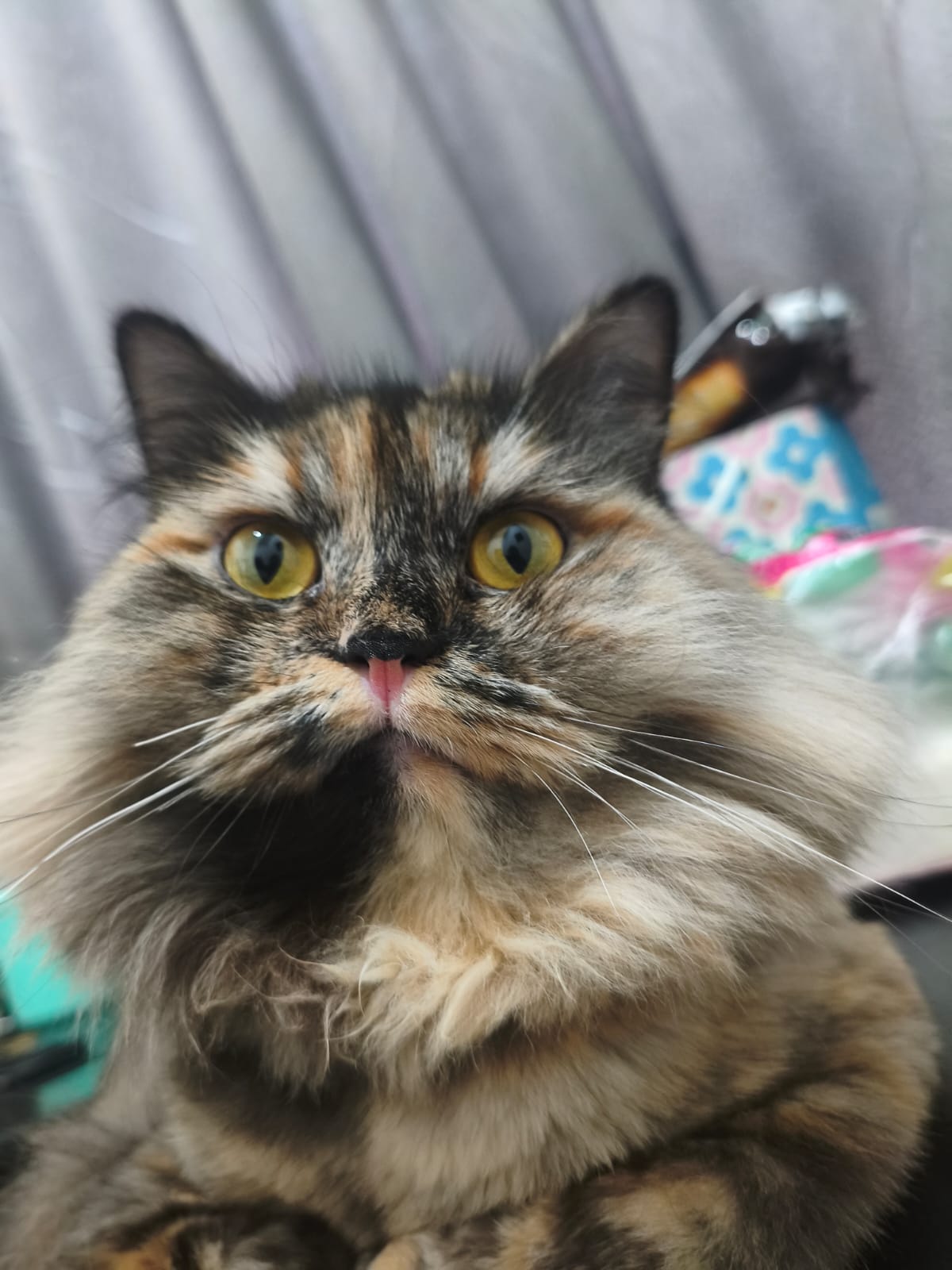 Timy kucing kecil dan energik