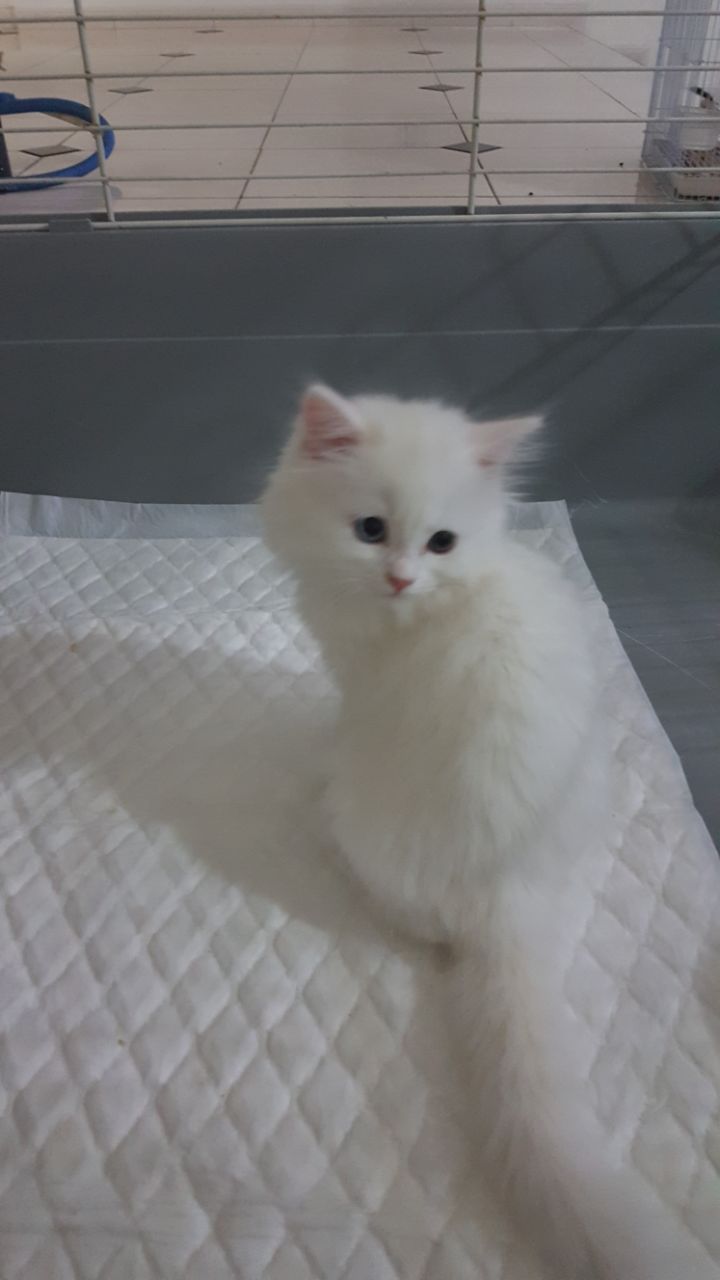 قطط شيرازيه للبيع بيضاء رائعة بعيون زرقاء P_613isn748